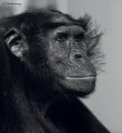 Bonobo Monkey
